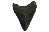 Fossil Megalodon Tooth - South Carolina #295897-1